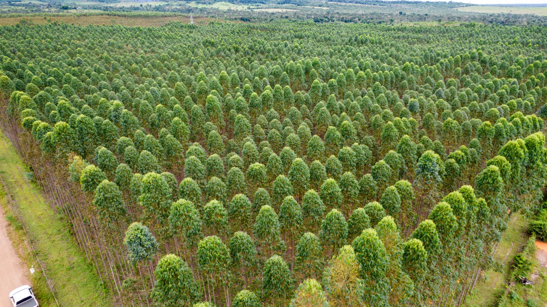 Vista aérea de floresta de eucalipto plantada da Tratanorte
